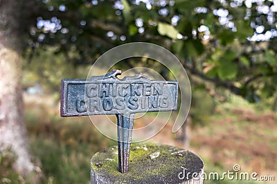 Why did the chicken cross the road? Stock Photo