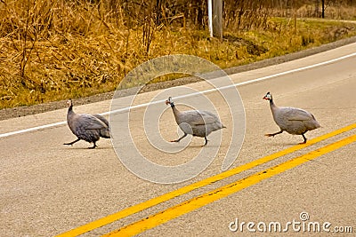 Why Does The Waterfowl Cross The Road? Stock Photo
