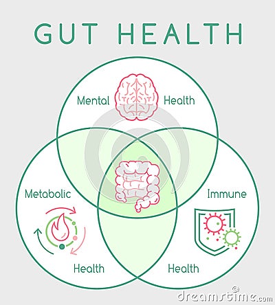 Why gut health matters. Vertical poster. Medical infographic. Vector Illustration