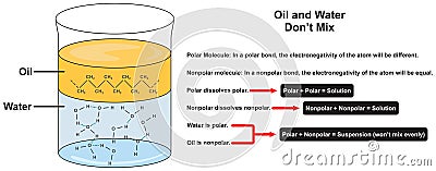 Why oil and water dont mix infographic diagram Vector Illustration