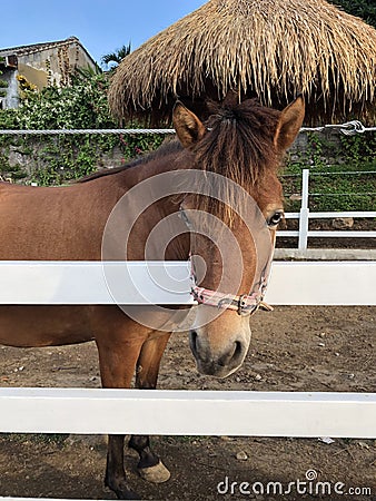 why you so mad, little pony? Stock Photo