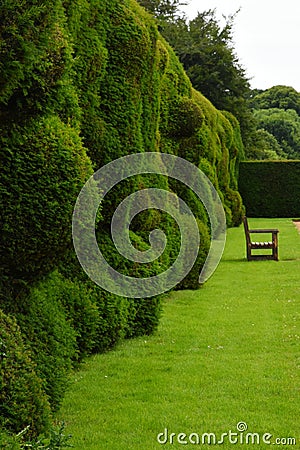 Wibbly Wobbly Hedge, Montacute House,Somerset, England Stock Photo