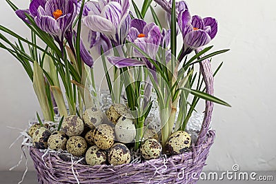 Wicker basket with crocuses. It contains quail eggs. Getting ready for Easter. On a green background Stock Photo