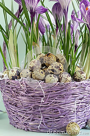 Wicker basket with crocuses. It contains quail eggs. Getting ready for Easter. On a green background Stock Photo