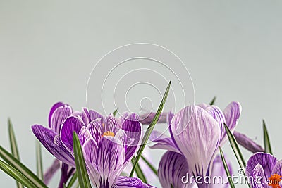 Wicker basket with crocuses. Gift for Women`s Day, Birthday, Easter. On a green background Stock Photo