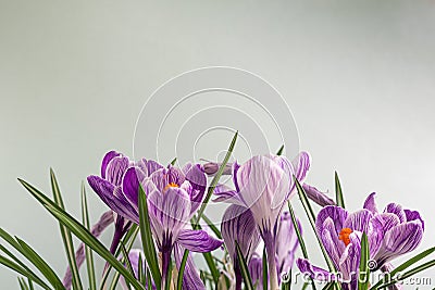 Wicker basket with crocuses. Gift for Women`s Day, Birthday, Easter. On a green background Stock Photo