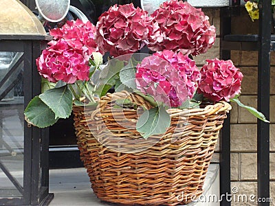 Wicker basket with flowers Geraniums Stock Photo