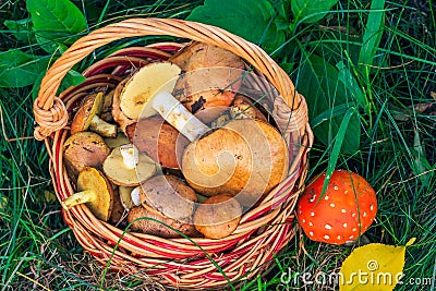 Wicker basket with edible mushrooms and toxic and dangerous amanita on grass Stock Photo