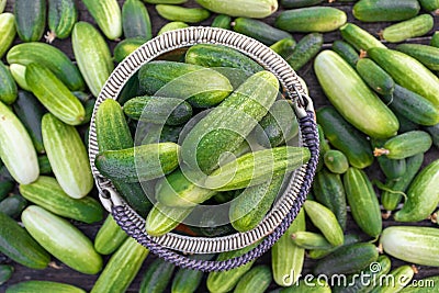 wicker basket with fresh green cucumbers Stock Photo