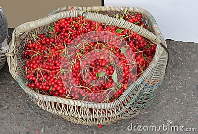 Vintage wicker basket red elderberries, Europe Stock Photo