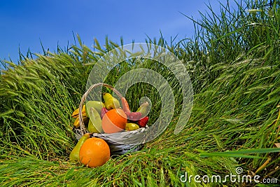 wicker basket with fruits and vegetables on the background of green grass in the field Stock Photo