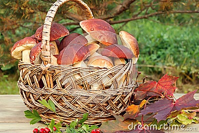 Wicker basket full of Edible forest mushrooms boletus edulis f. pinophilus known as king bolete, penny bun and sep on wooden table Stock Photo