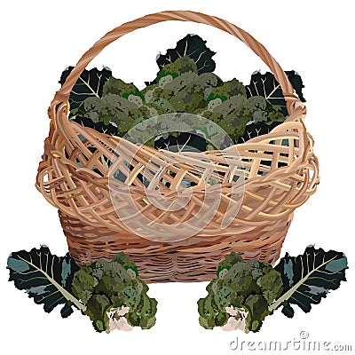 Wicker basket full of fresh broccoli, vector isolated illustration Vector Illustration