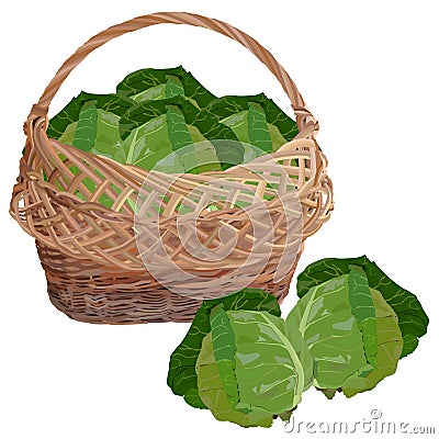 Wicker basket full of fresh white cabbage, vector isolated illustration Vector Illustration