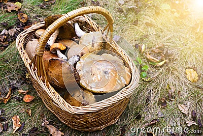 Wicker basket full of various edible kinds of mushrooms in a autumn forest Stock Photo