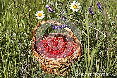 wicker basket full of wild mature red strawberries Stock Photo
