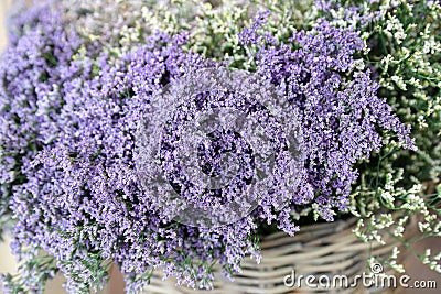 In a wicker basket limonium gmelinii, statice or sea lavender flowers in lavender-blue color in the garden shop Stock Photo
