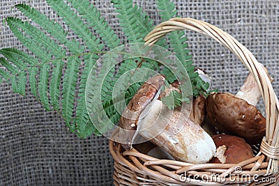 Wicker basket with porcini mushrooms and a bunch of blooming heather. Shot on a background of coarse linen fabric with a sheet of Stock Photo