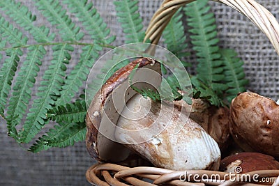 Wicker basket with porcini mushrooms and a bunch of blooming heather. Shot on a background of coarse linen fabric with a sheet of Stock Photo