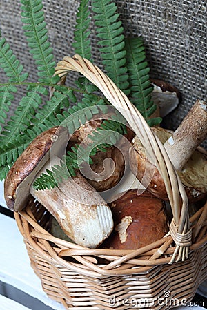 Wicker basket with porcini mushrooms and a bunch of blooming heather. Shot on a background of coarse linen fabric with a sheet of Stock Photo