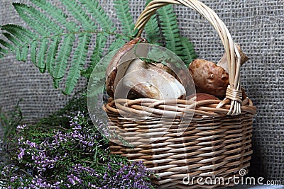 Wicker basket with porcini mushrooms and a bunch of blooming heather. Shot on a background of coarse linen fabric with a sheet of Stock Photo