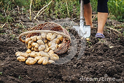 A wicker basket of potatoes in the garden near a woman digging a shovel potato_ Stock Photo