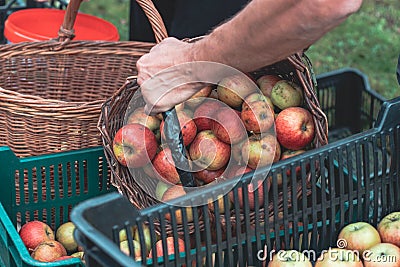 From a wicker basket to a plastic crate full of picked red and yellow organic apples from a home apple orchard. A juicy kind of Stock Photo