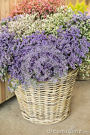 In a wicker basket variety of limonium gmelinii, statice or sea lavender flowers in lavender-blue, white, pink colors in the Stock Photo