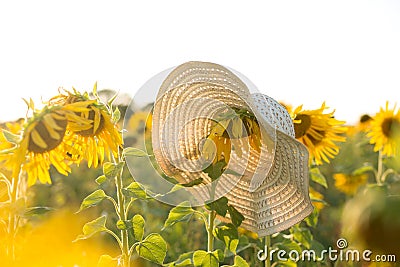 A wicker hat hangs on a sunflower. Stock Photo