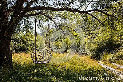 A wicker swing chair hangs on a large tree branch. Stock Photo