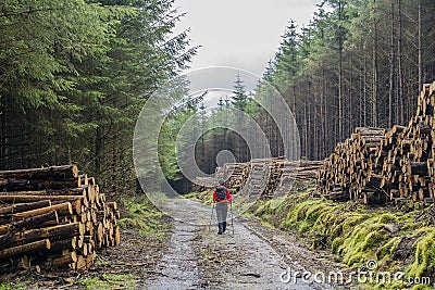 Wicklow way with logs stacked on the sides of the road and excursionist girl in the middle Editorial Stock Photo