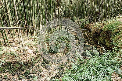 Bamboo forest in the hillside of volcano park gorilla trekking Stock Photo