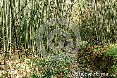 Bamboo forest in the hillside of volcano park gorilla trekking Stock Photo