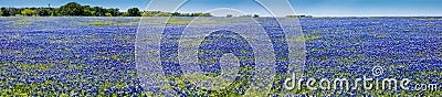 A Wide Angle High Resolution Panoramic View of a Beautiful Field of The Famous Texas Bluebonnet Stock Photo