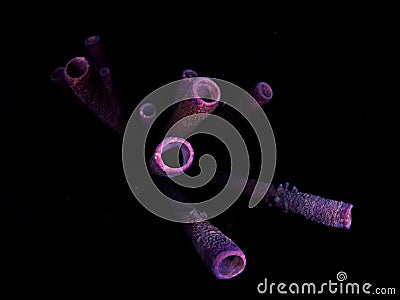 Purple stove-pipe sponge, Aplysina archeri. Bonaire, Caribbean Netherlands. Diving holiday Stock Photo