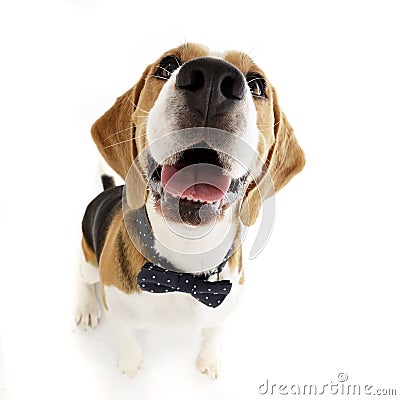 Wide angle shot of an adorable Beagle Stock Photo