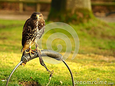 Wide angle shot of a black falcon standing on a piece of metal Stock Photo