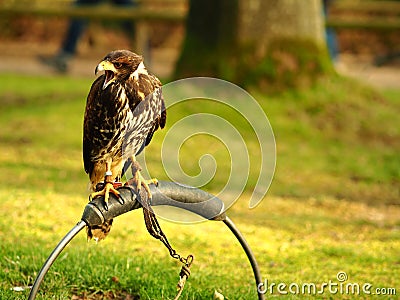 Wide angle shot of a black falcon standing on a piece of metal Stock Photo