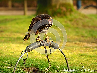 Wide angle shot of a black falcon standing on a piece of metal Stock Photo