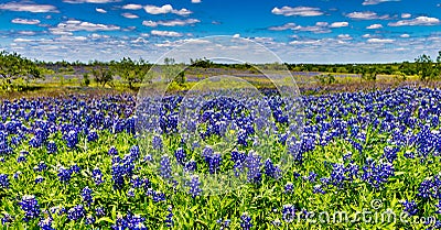 Wide Angle Shot of a Field Blanketed with the Famous Texas Bluebonnet Wildflowers Stock Photo