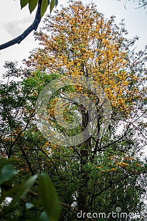 A wide angle shot of Grevillea robusta, commonly known as the southern silky oak tree with yellow flower buds in full bloom. Stock Photo