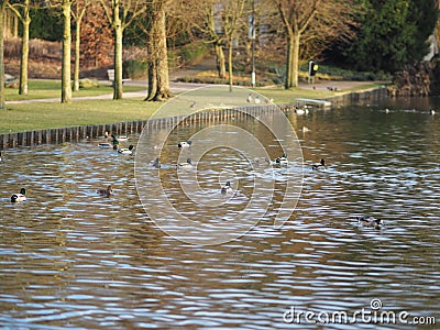 Wide angle shot of several ducks on the water next to the park during daytime Stock Photo