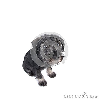 Wide-angle shot of small lonely mittelschnauzer puppy. Stock Photo