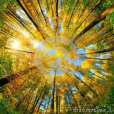 Wide angle upwards view in a forest in autumn Stock Photo