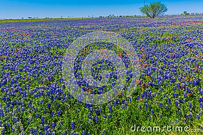 A Wide Angle View of a Beautiful Field Blanketed with the Famous Texas Bluebonnet Stock Photo