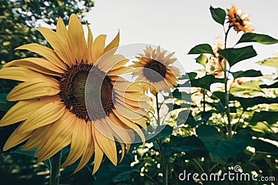 Wide angle view of blooming sunflowers in the field. Taken in Minnesota Stock Photo