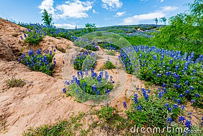 Wide Angle View of Famous Texas Bluebonnet (Lupinus texensis) Wi Stock Photo