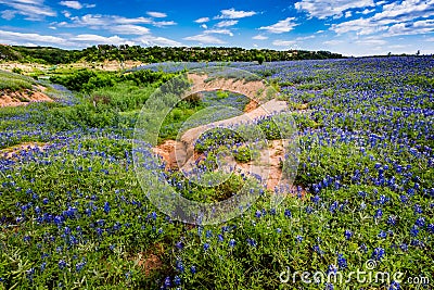 Wide Angle View of Famous Texas Bluebonnet (Lupinus texensis) Wi Stock Photo