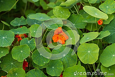 Wide angle view of a lot of nasturtium leaves Stock Photo