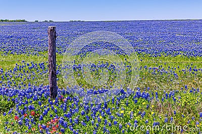 A Wide Angle View of a Solid Blue Field of Texas Bluebonnets Stock Photo